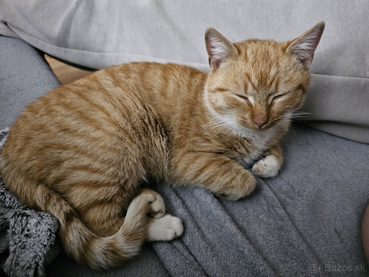 Darujem nádherne sfarbenú mačičku - 4