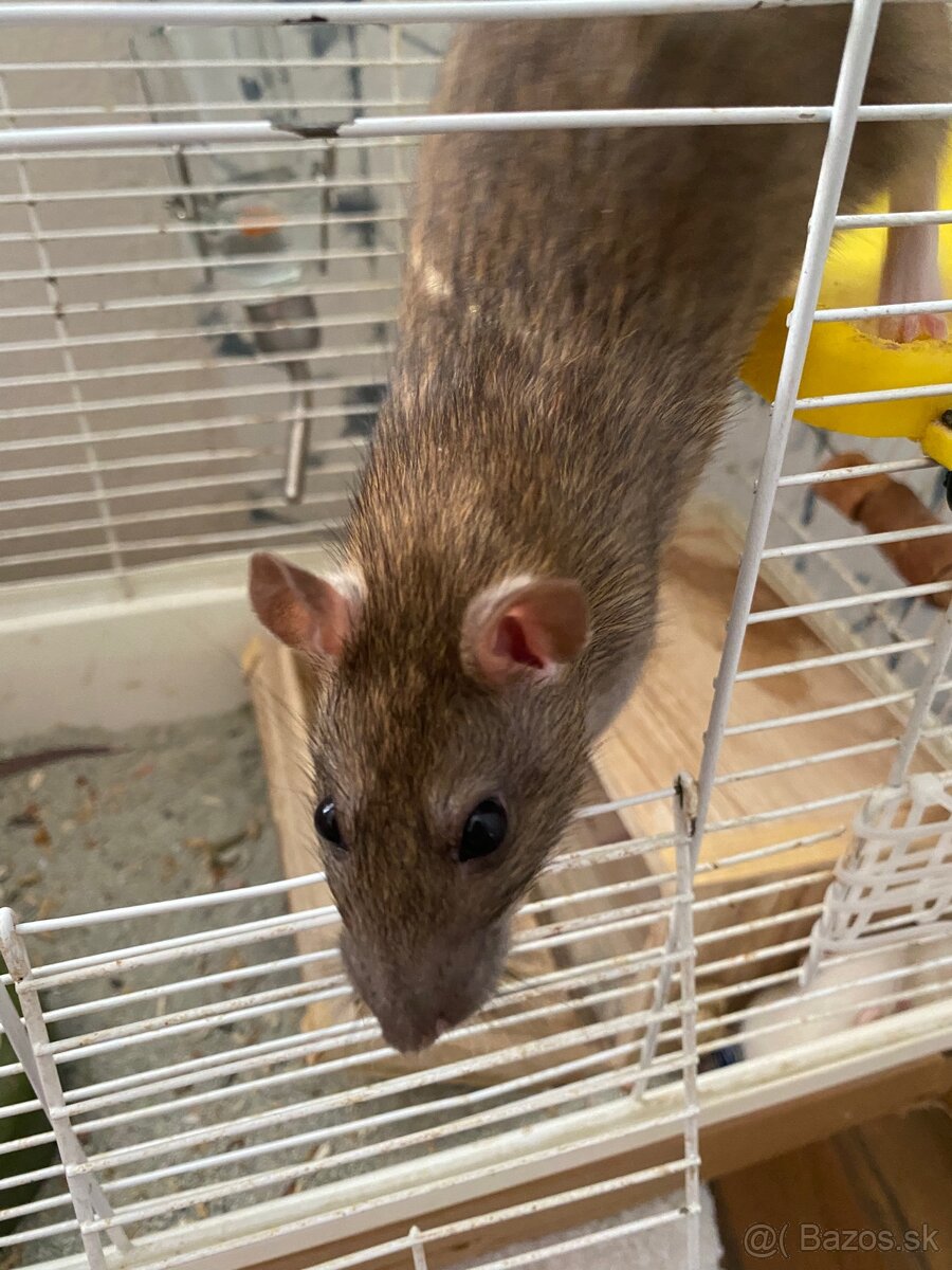 predam 15 babatka potkanikov - 4