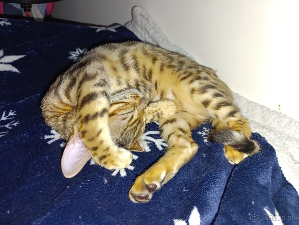 Bengalsky kocúr na krytie? - 4