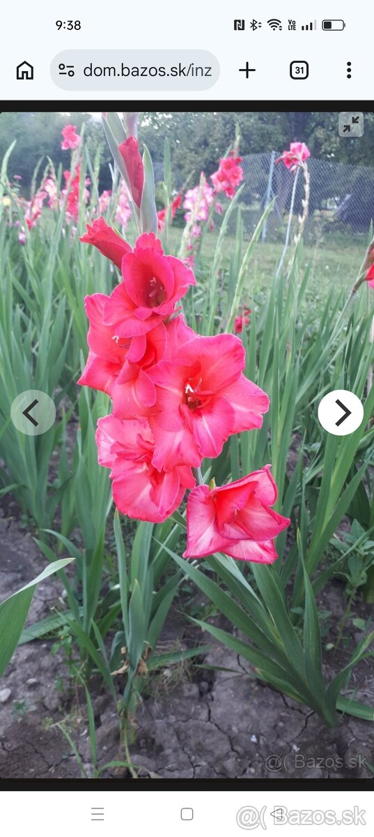 Predám hľuzy gladiol - 4