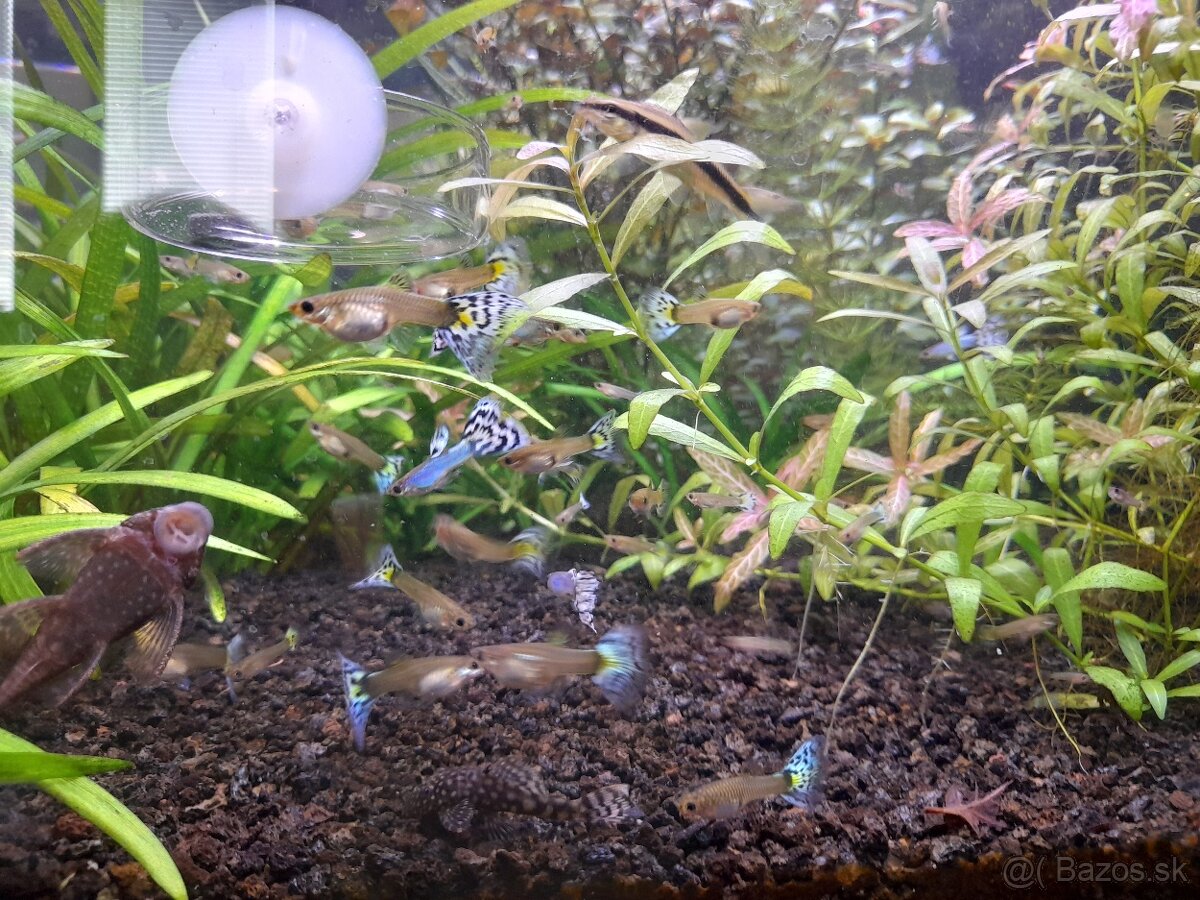 Japan Blue White Mosaic guppy - 4