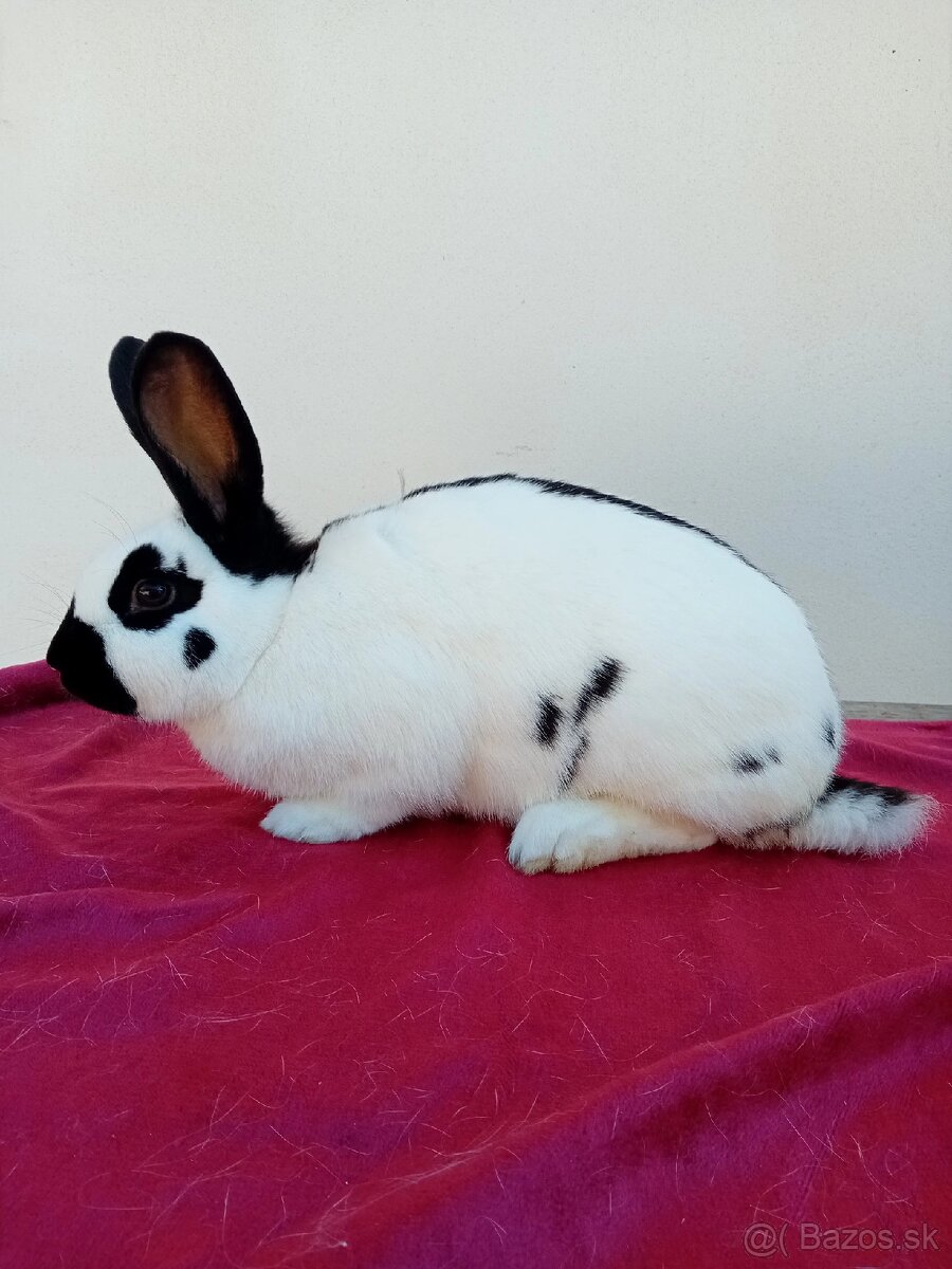 ČESKY STRAKAČ SAMEC - 4