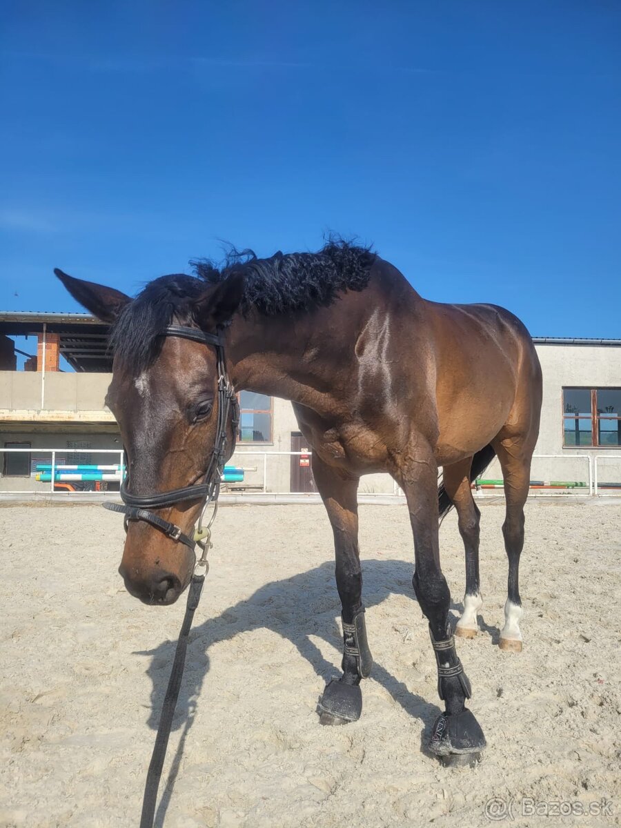 Predám koňa - A1/1, výborny parťák na jazdenie aj prácu - 4
