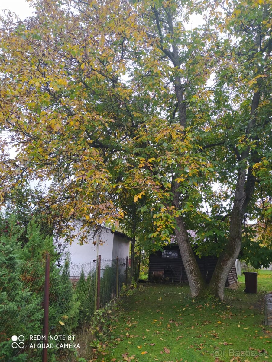 orechové drevo už spílené - 4