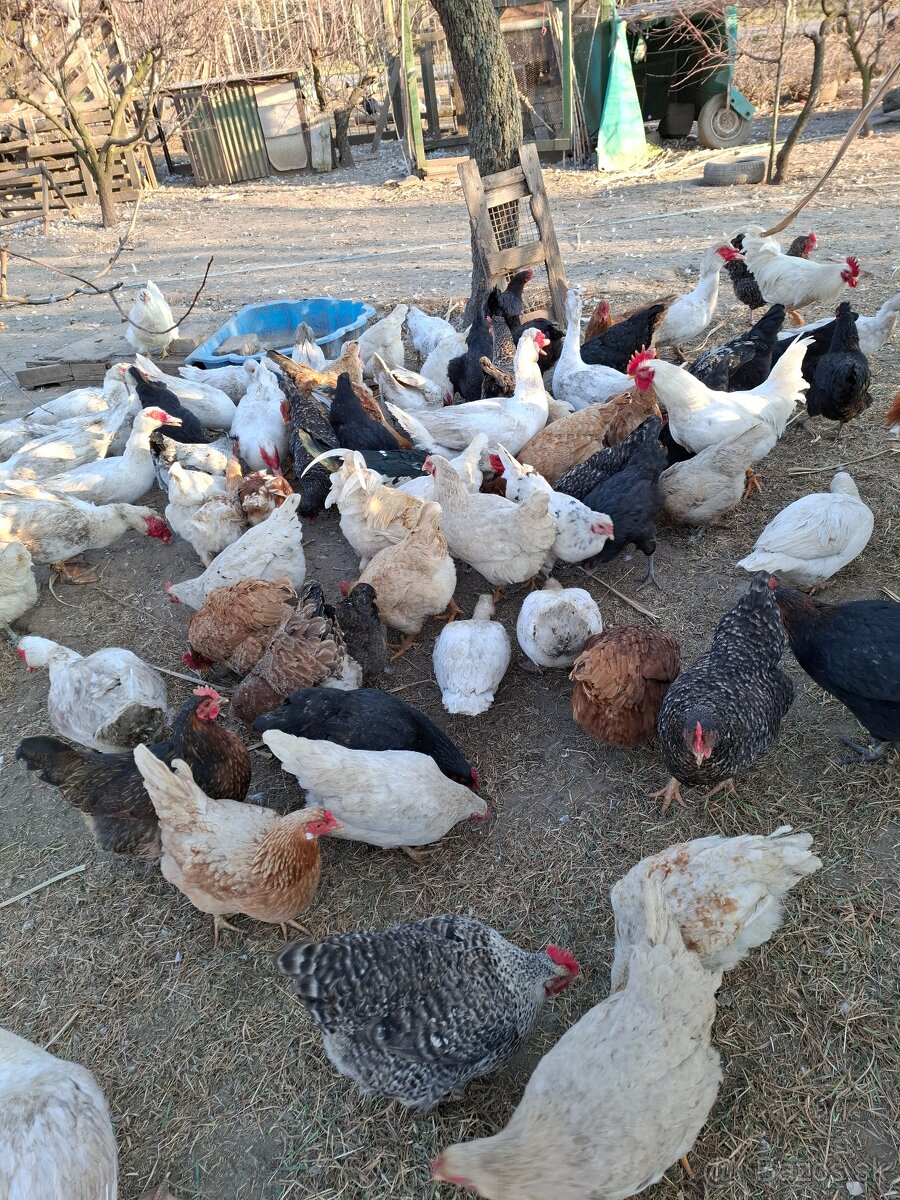 Kačice čínske-pižmové - 4