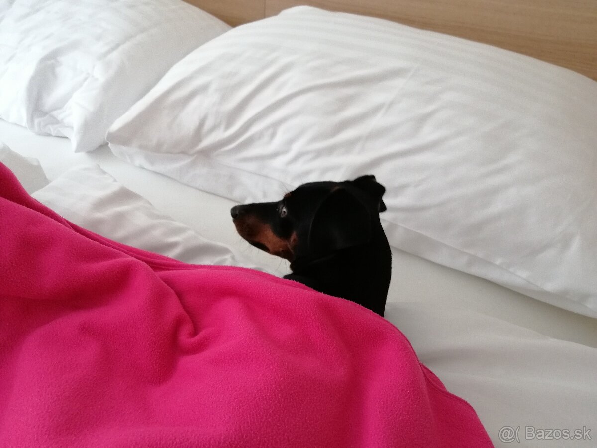 German Pinscher - 4
