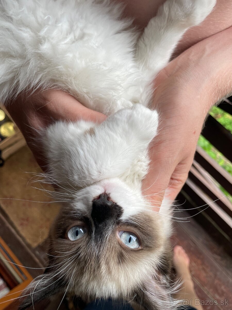 Ragdoll “priadky” macicky - 4