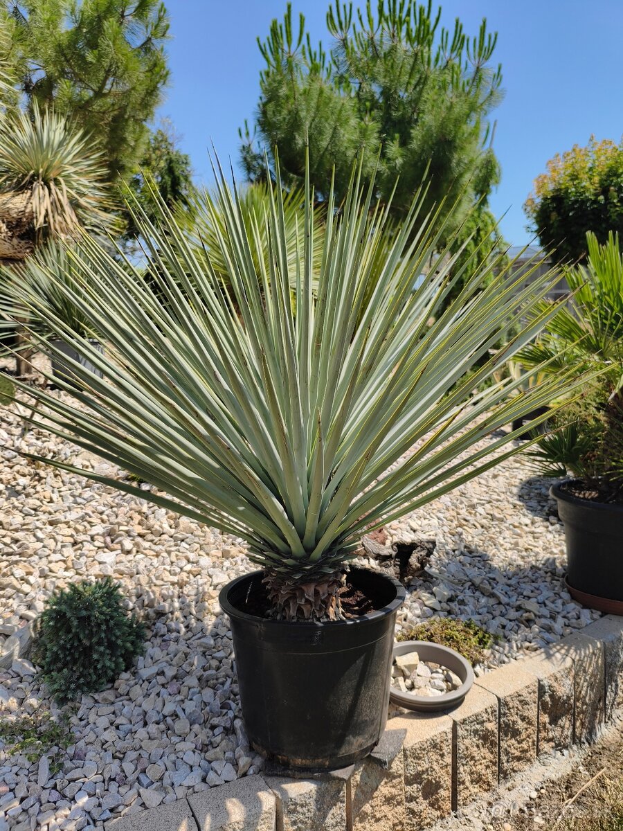 Juka yucca - 4