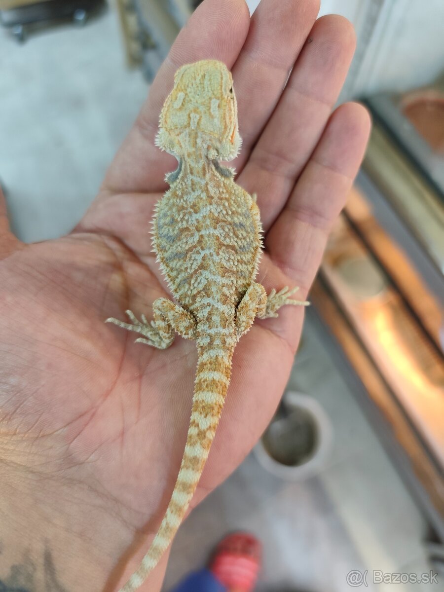 Agama bradatá - 4
