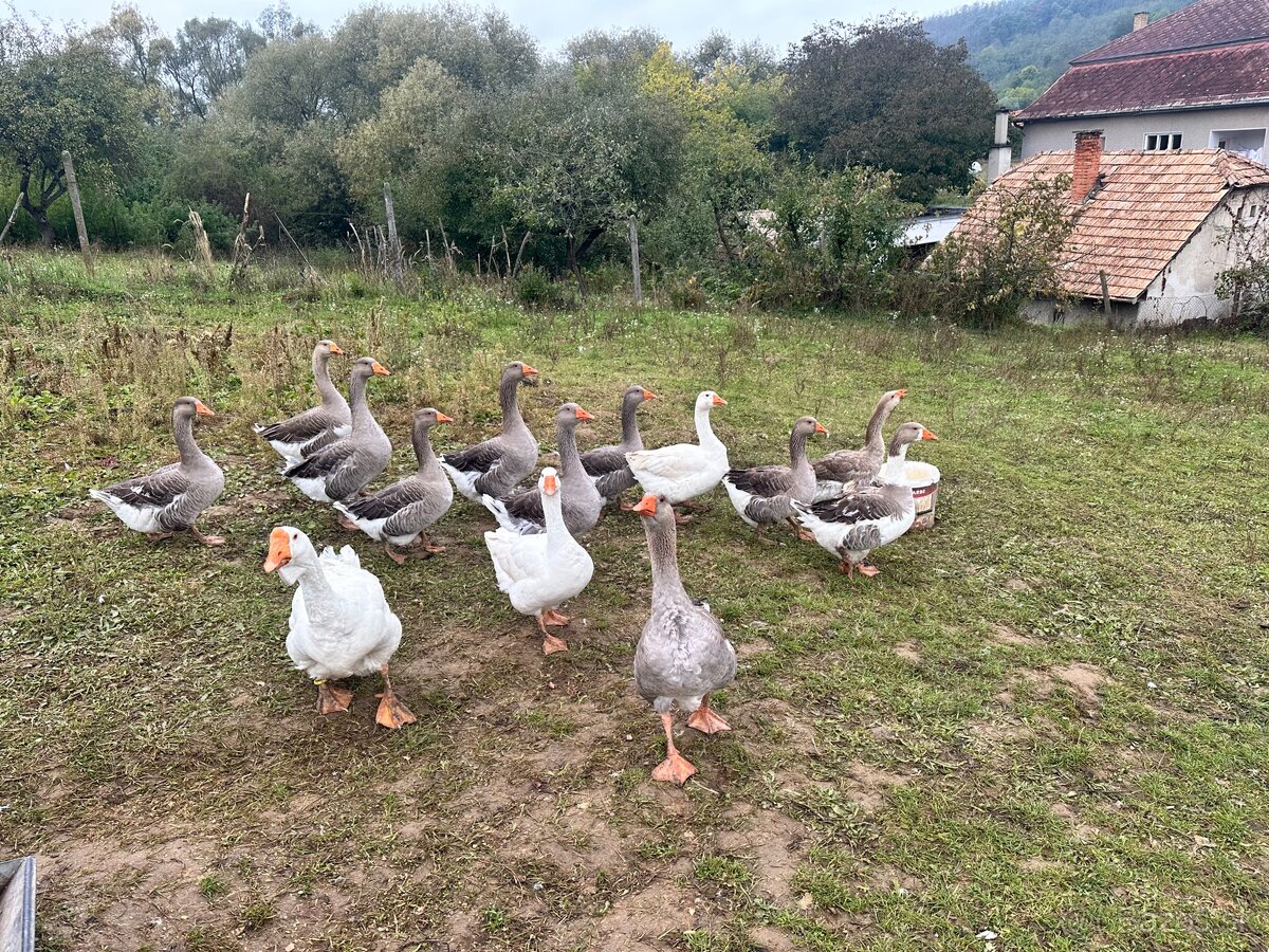 Landenské husi - 4