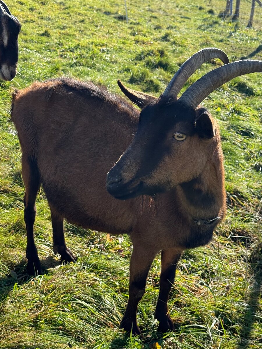 Predám 100% Alpínsku kozu - 4