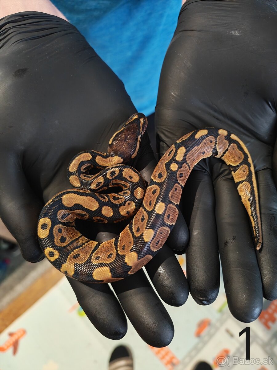 Pytón kráľovský/ Python regius - 4