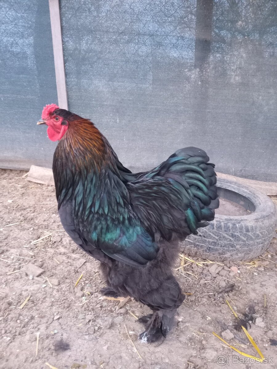 Brahmanky - 4