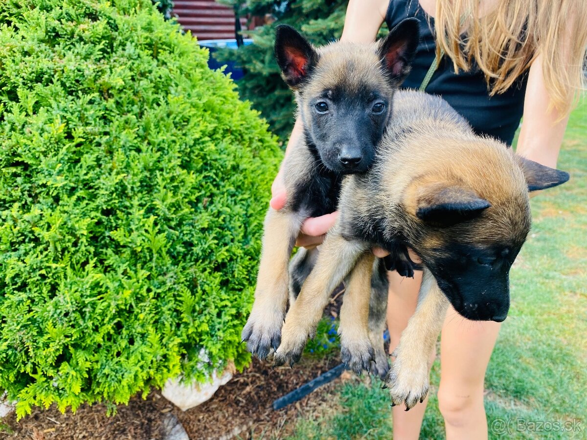 Šteniatka belgický ovčiak malinois - 4