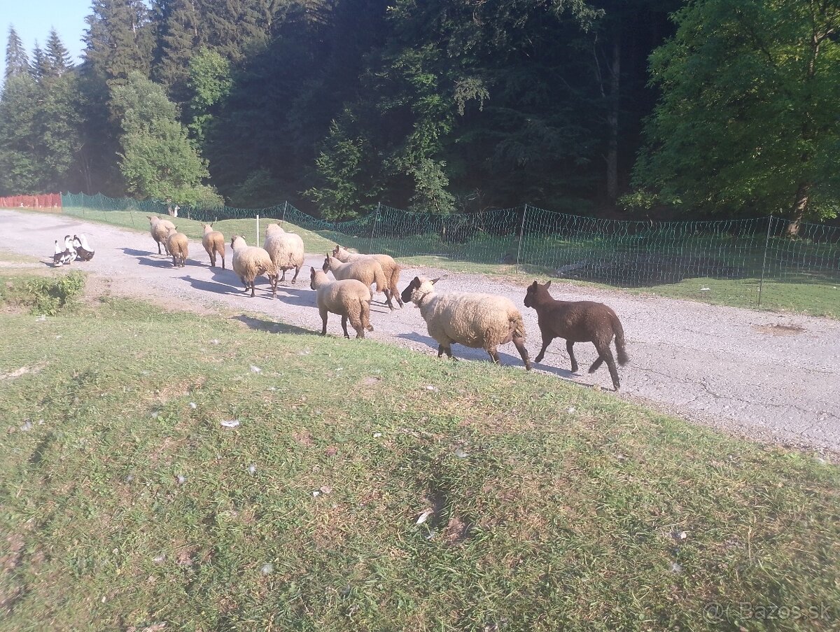 Jahničky na predaj - 4