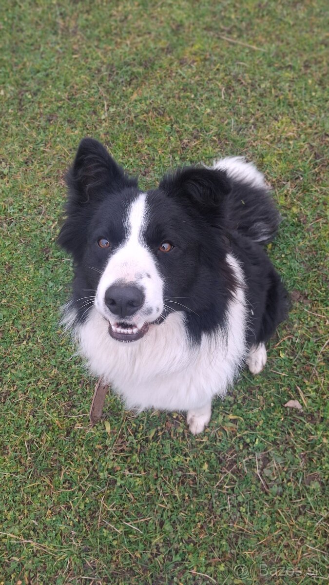 AKTUALNE Darujem border koliu - 4