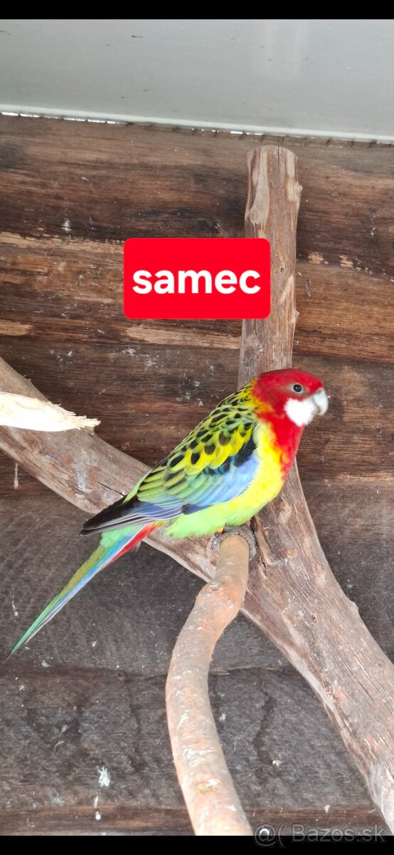 Predám rozely pestré - 4