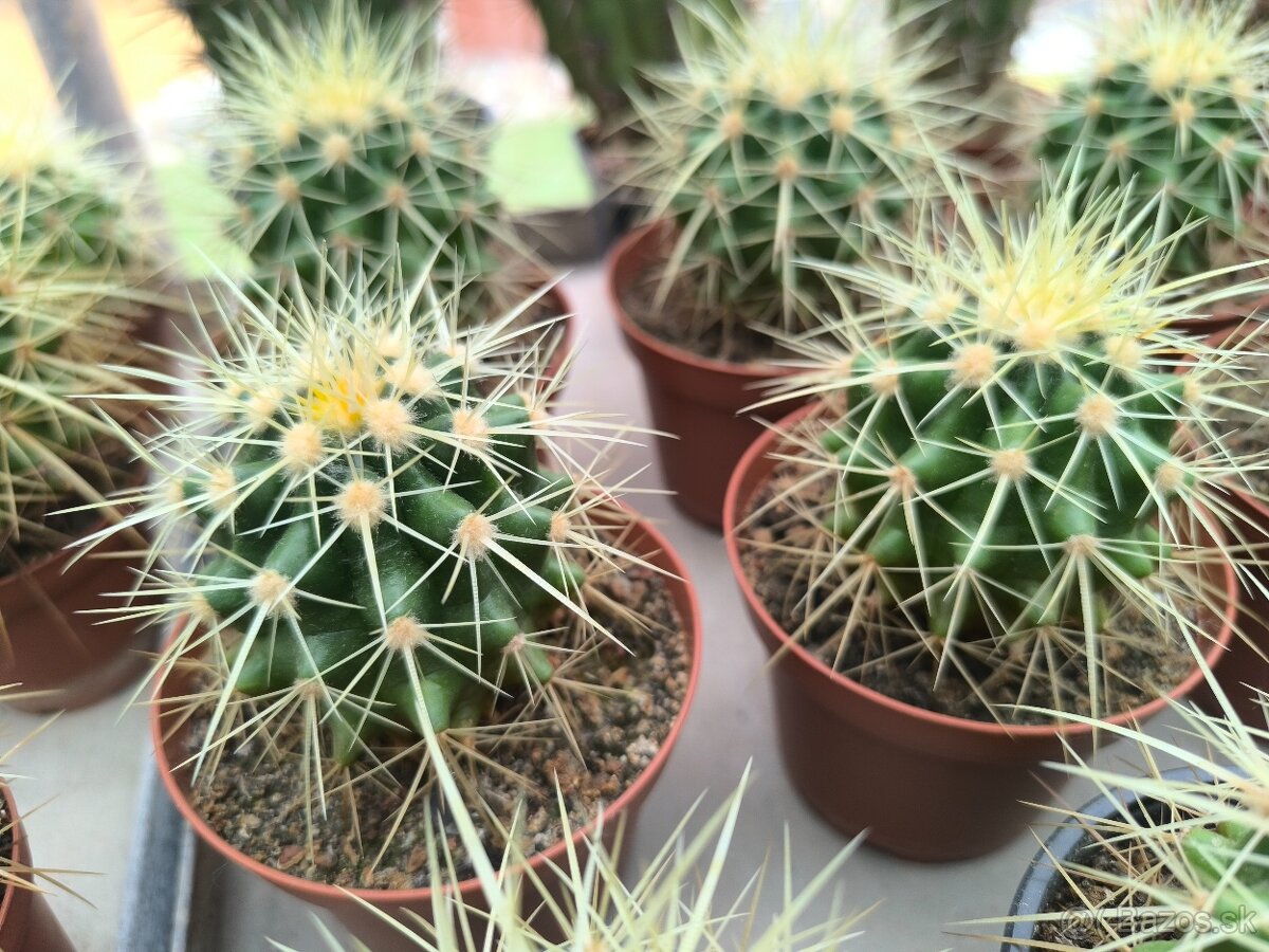 Kaktusy a sukulenty - 4