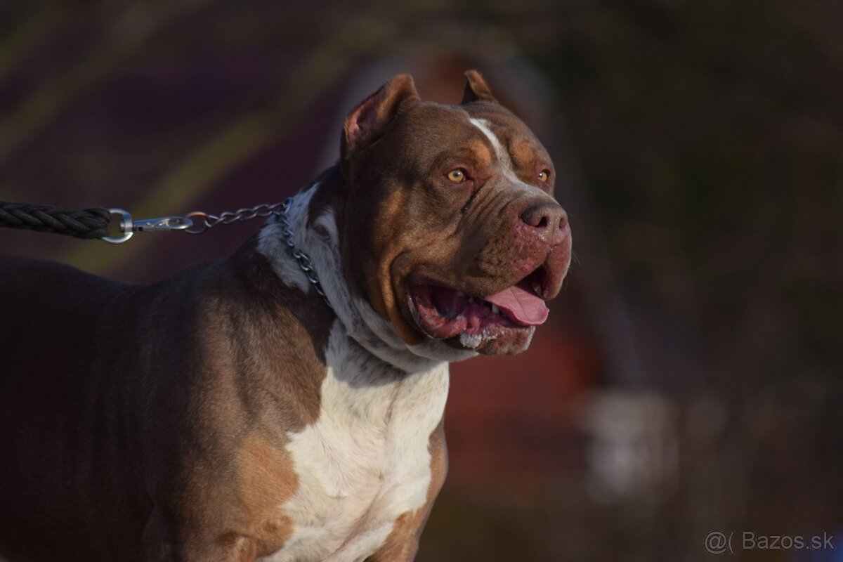 American bully XL/XXL s PP/stafford/pitbull/cane corso - 4