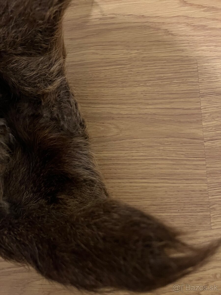 Baranica kožušina kožušinova ciapka práva kožušina líška asi - 4