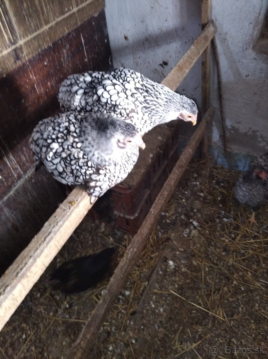 Wyandotka zdrobnela - 4