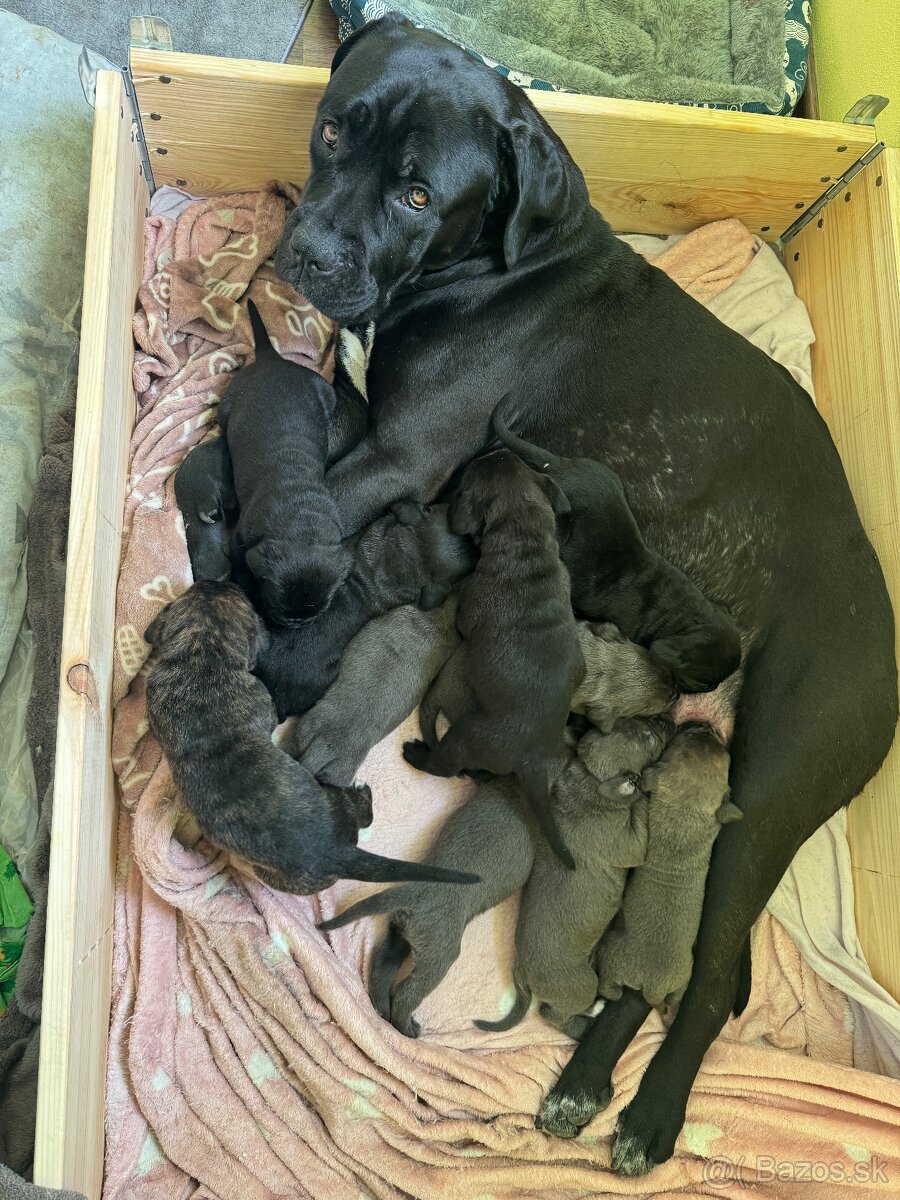 cane corso stenata na predaj - 4