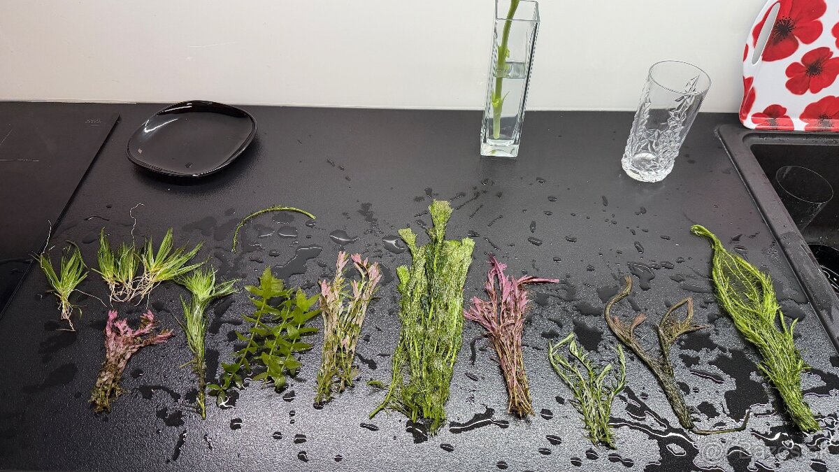 Rastlinky z prestrihu - 4