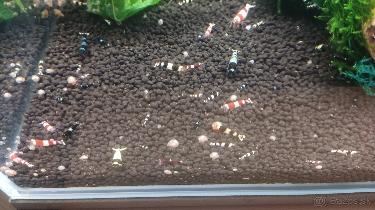 krevetky cardina mix. - 4