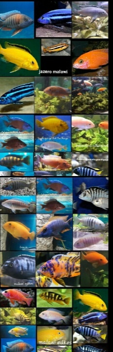 Malawi prebytky rybiek - 4