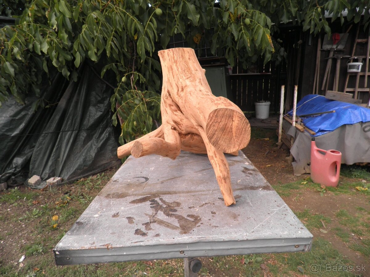 samorast koreňový - 4