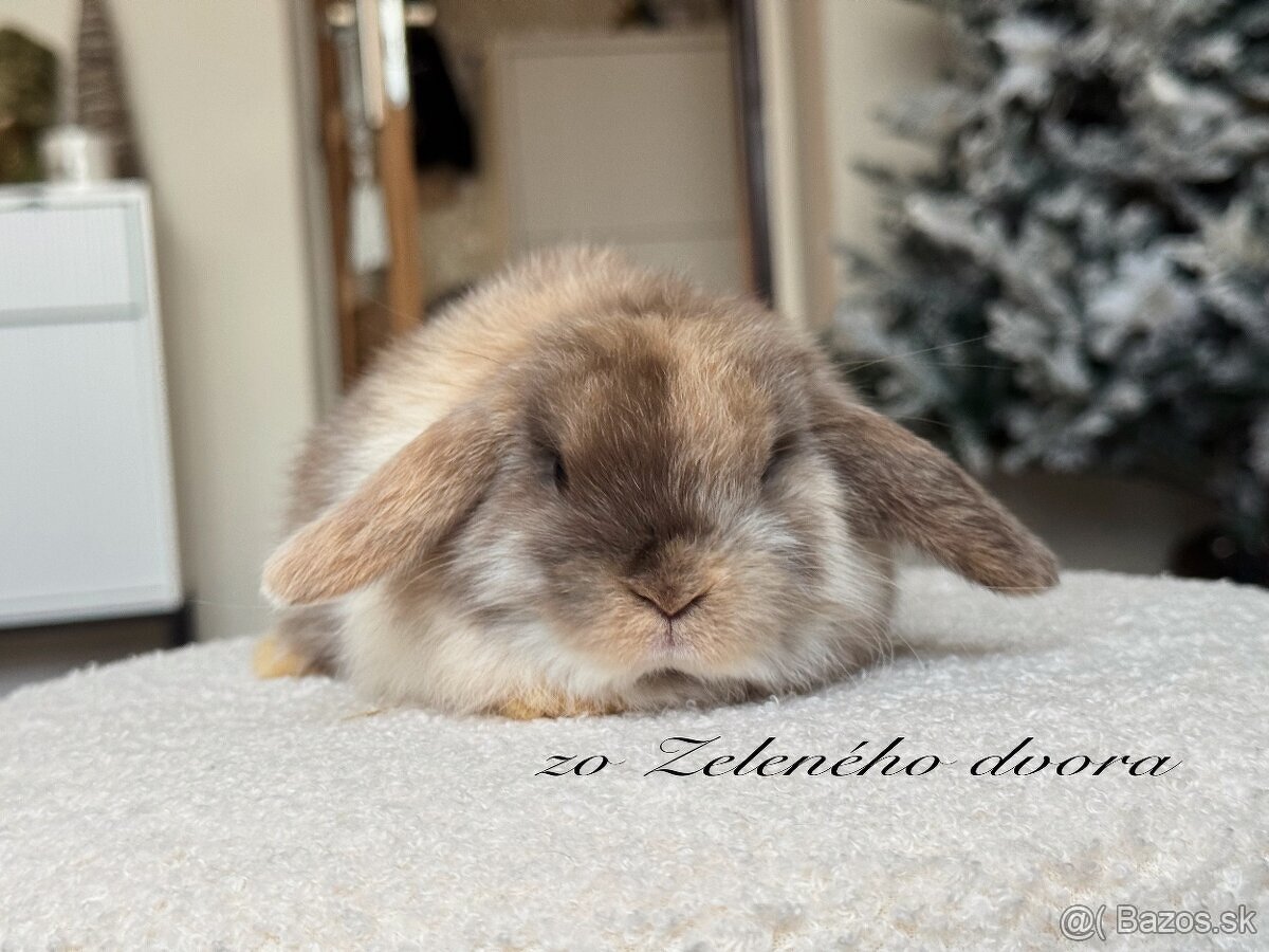 🐰 Minilop králiky 🐰 - 4