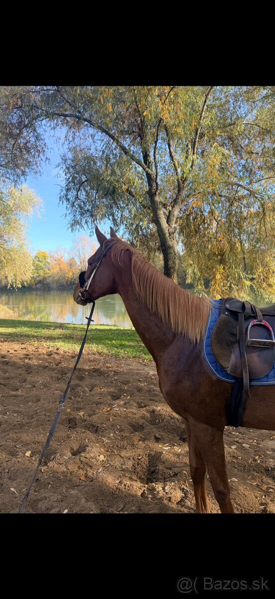 Predam alebo vymenim - 4