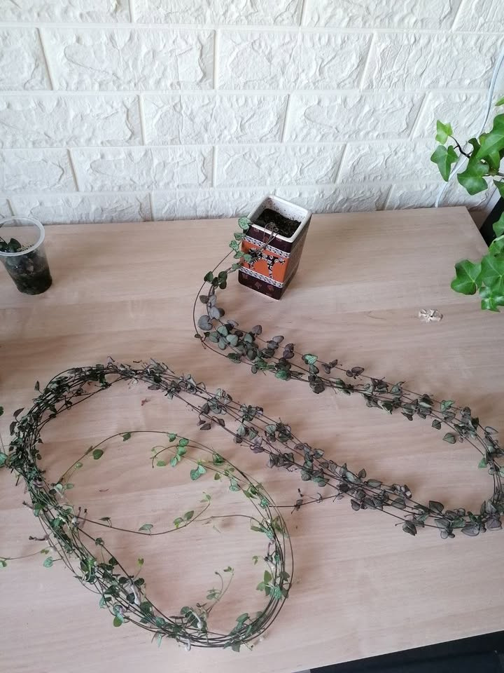 Izbové rastliny - 4