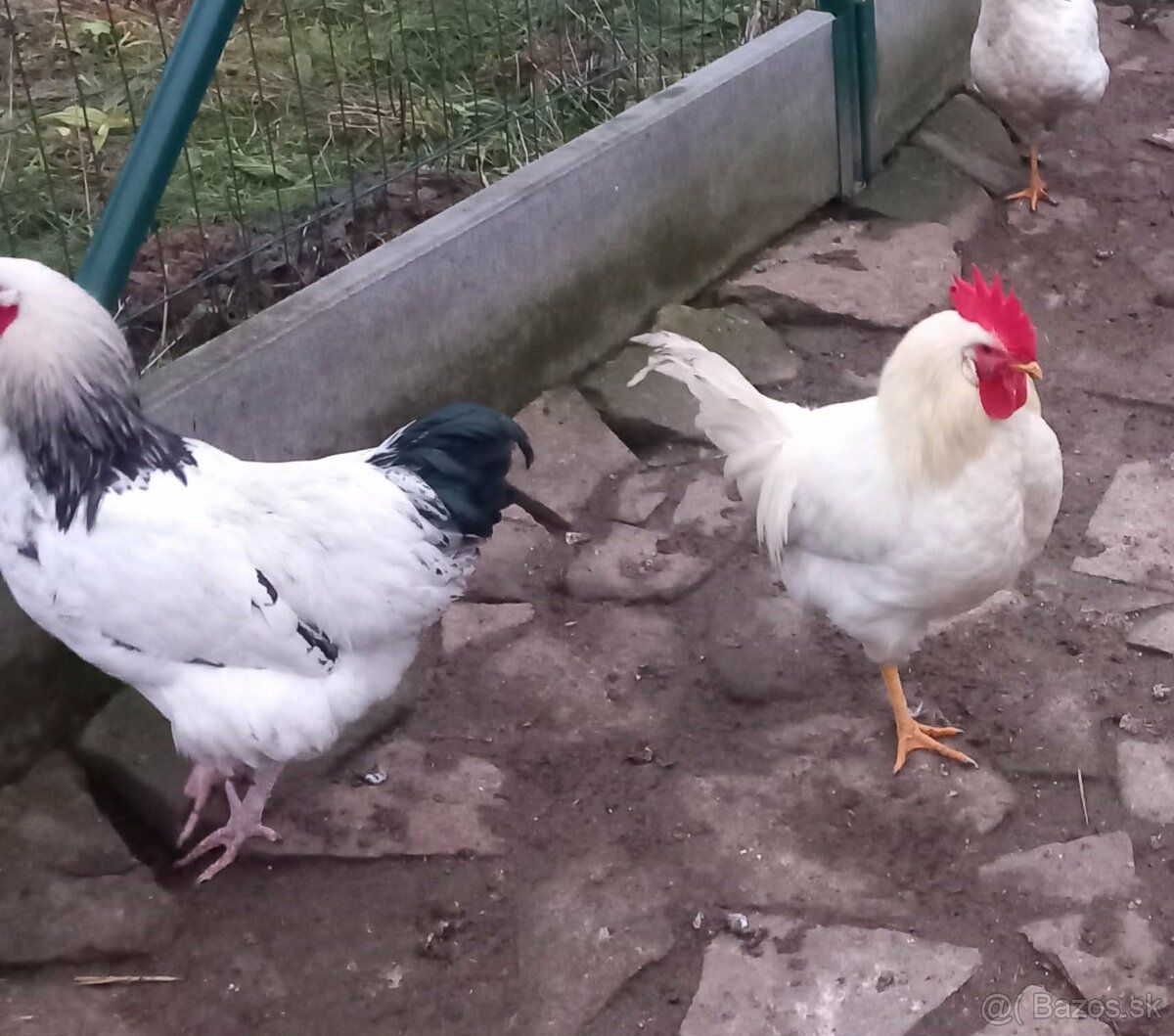 Kohúty - 4