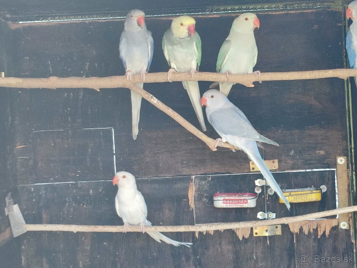 Predam alexander maly - 4