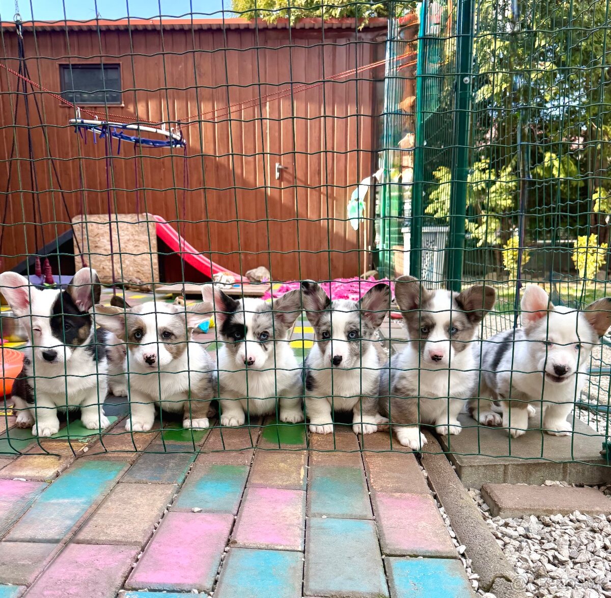 Welsh corgi cardigan s PP - 4