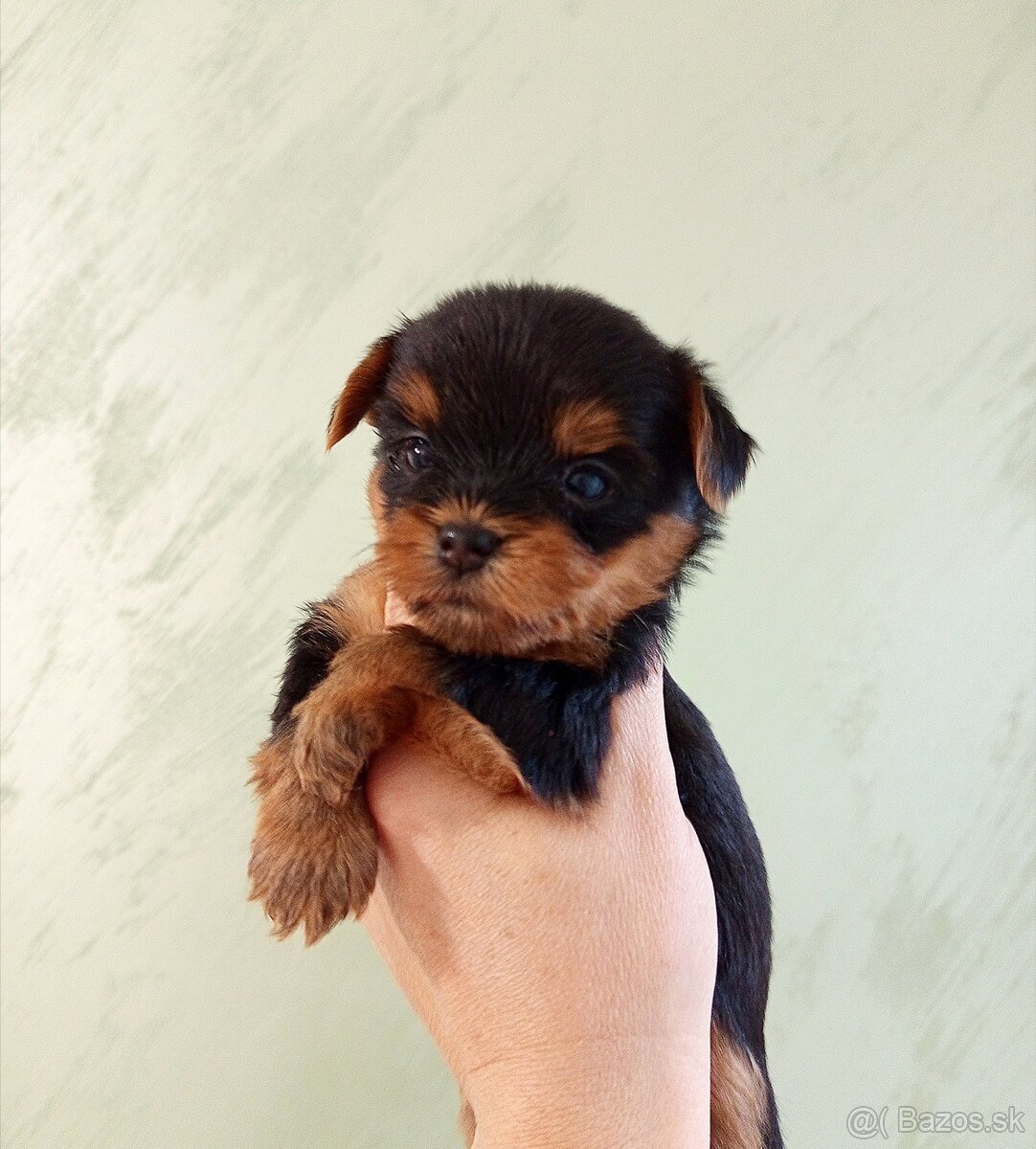 Yorkshire terrier, york - šteniatka s PP (preukazom pôvodu) - 4