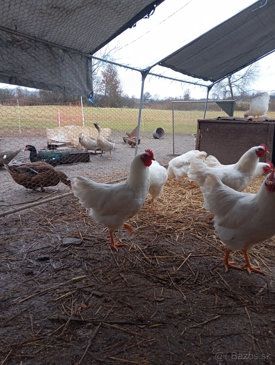 Kohúty plymutka biela , amrox - 4