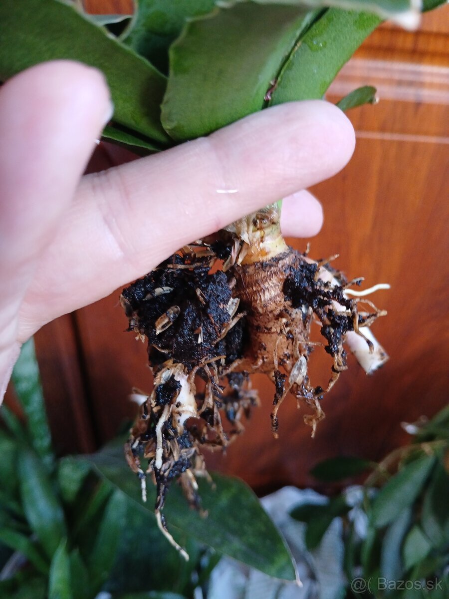 Sansevieria Star Rose - 4