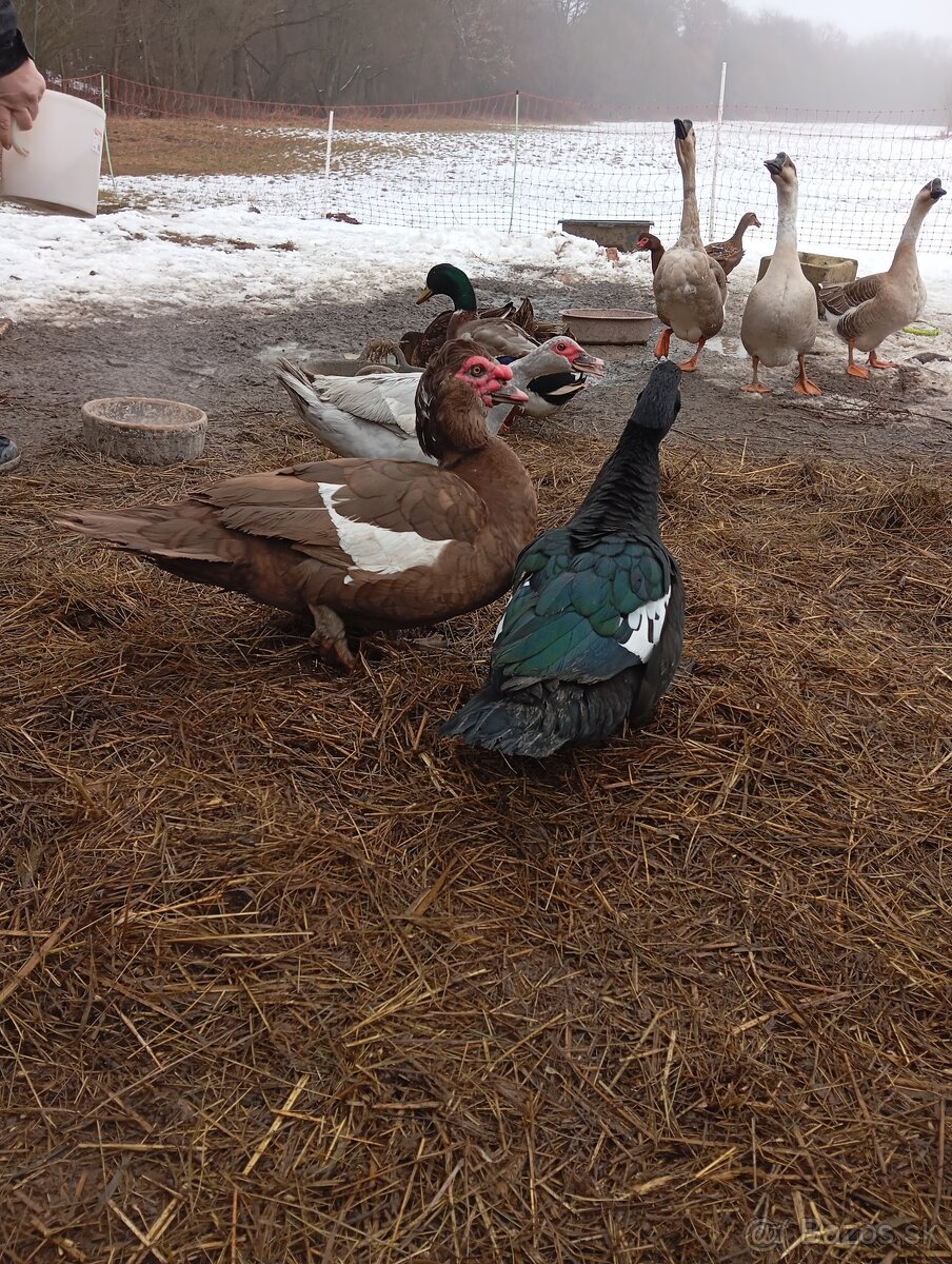 Pižmové kačky ( čínske kačky) 8 ks - 4