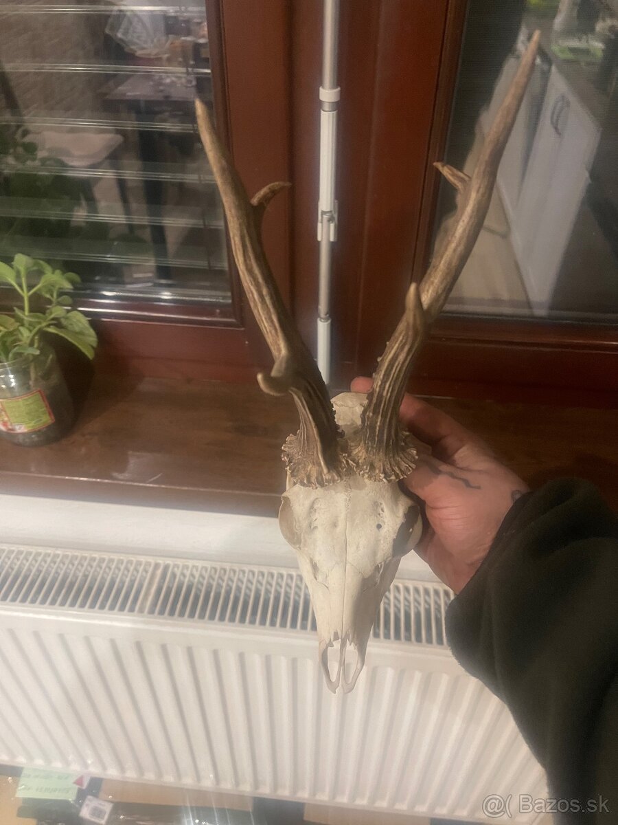 Trofej ,srnec ,parohy ,parozie ,zhody - 4