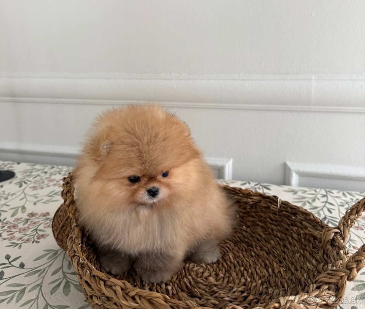 Pomeranian mini - 4