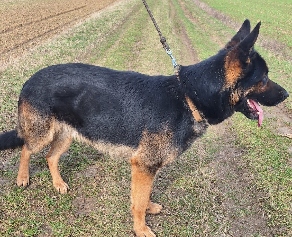 Nemecký ovčiak na krytie - 4