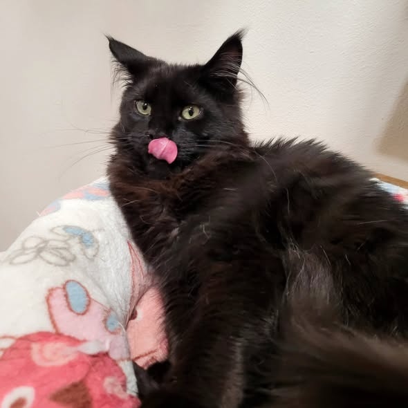 Mainská mývalí kočička s PP - 4