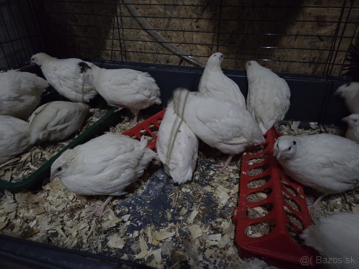 Kohúty prepelice Texas - 4