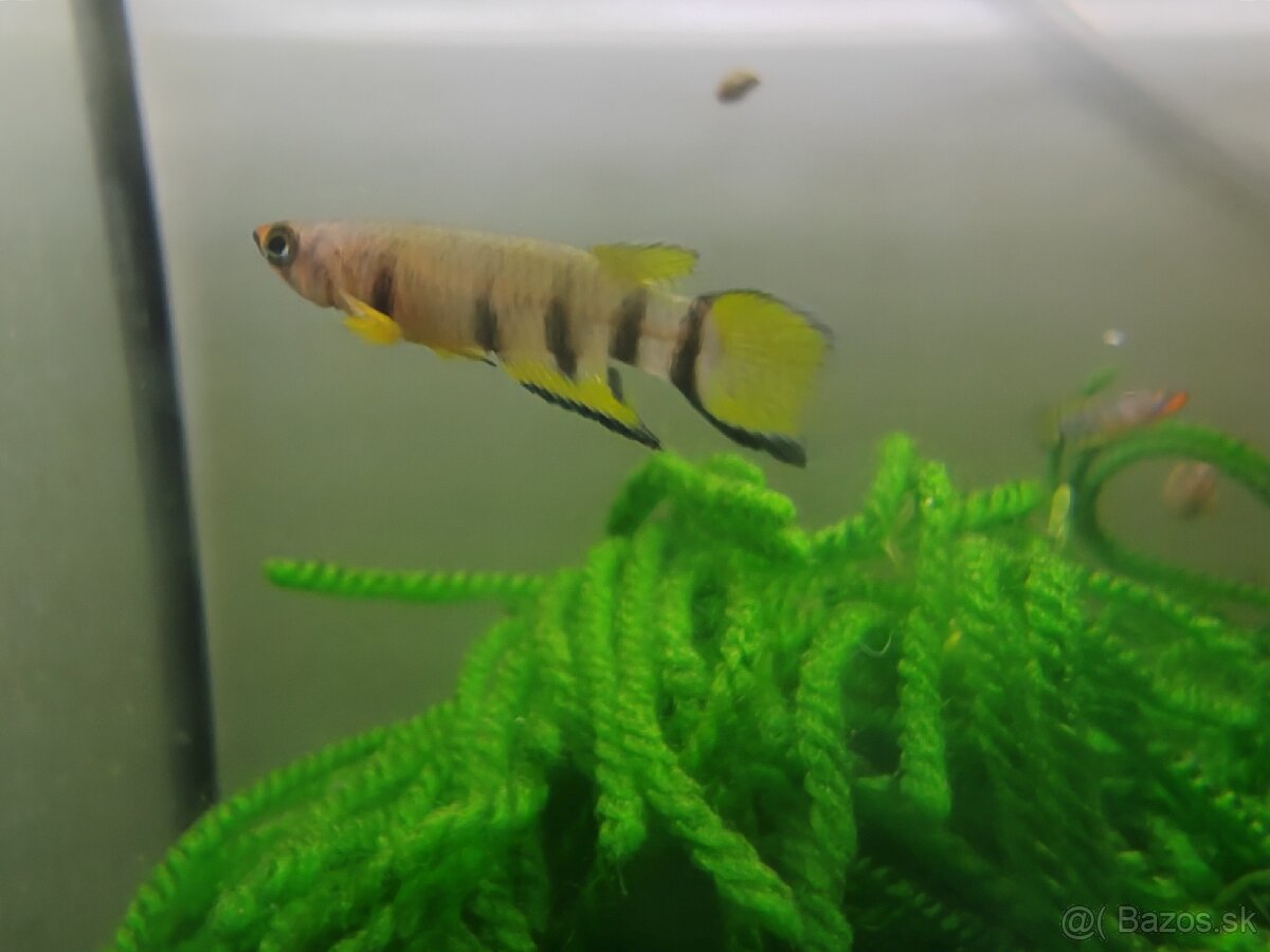 Epiplatys dageti vlastný odchov - 4