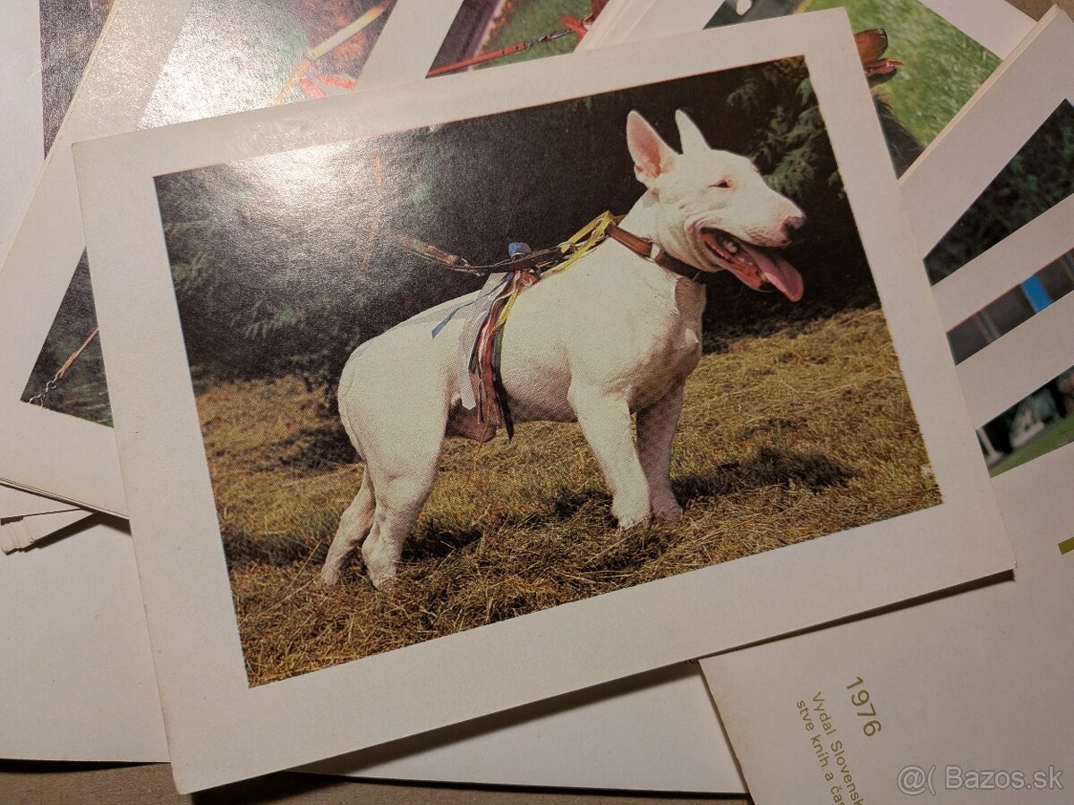 Poľovné psy slovom a obrazom - 4