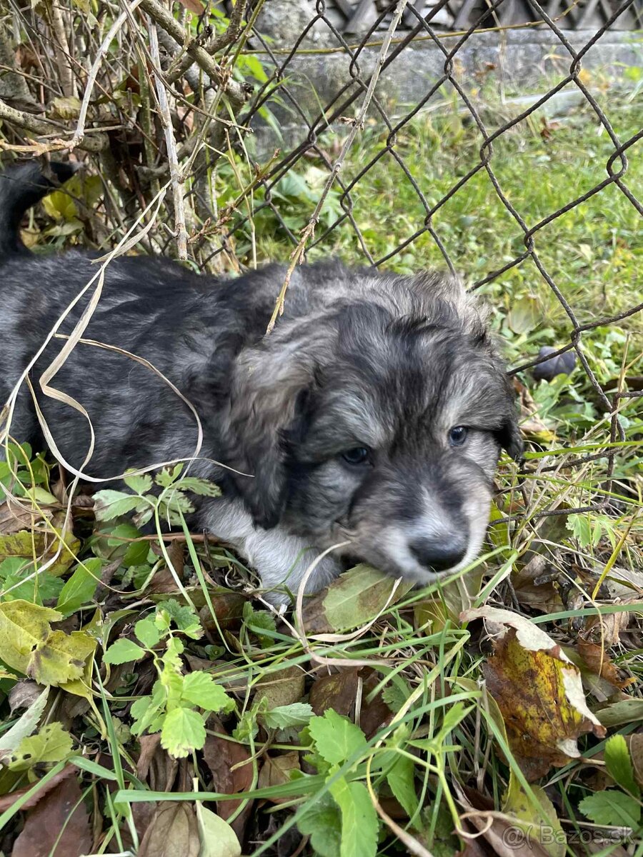 Na predaj šteniatka - 4