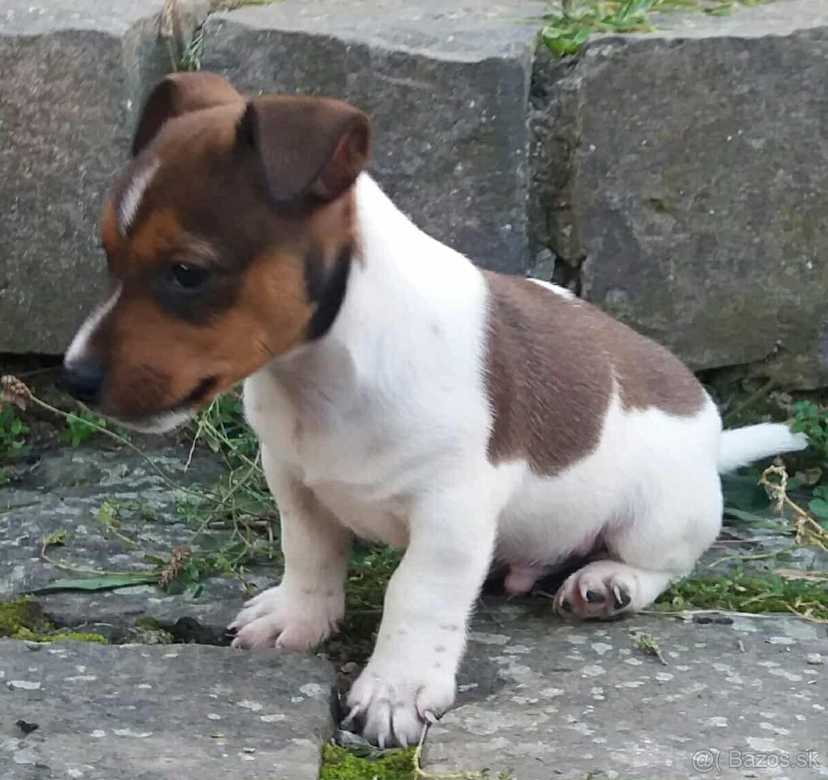 jack russel terier - 4