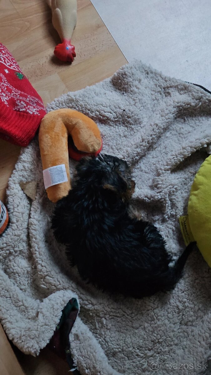 Yorkshire terrier - 4